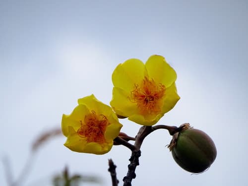 Buttercup Tree Bonsai