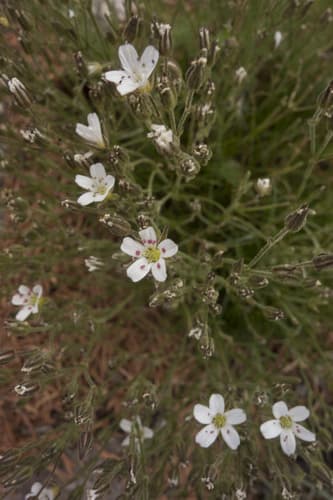 Fendler's sandwort