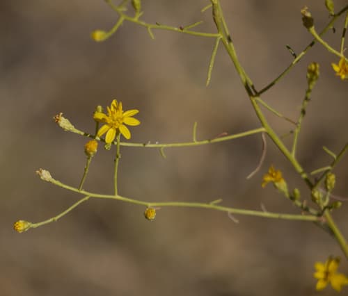 California matchweed