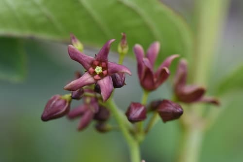 European Swallow-wort Flowers