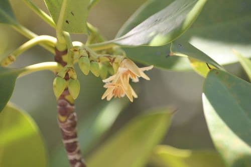 Indo-West Pacific Stilt Mangrove Bonsai
