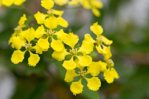 Yellow Butterfly Vine Bonsai