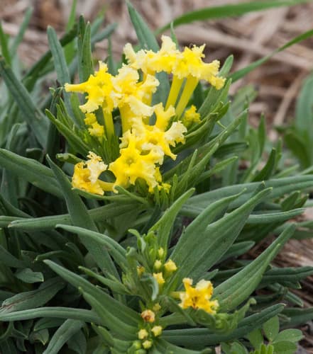 Narrowleaf Puccoon