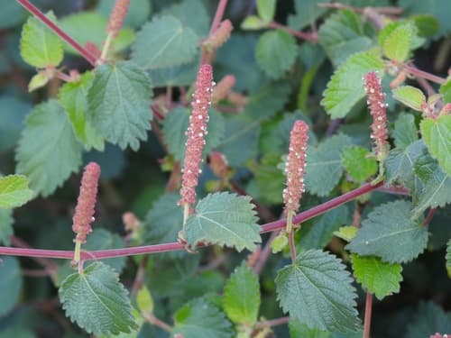 California Copperleaf