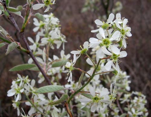Canadian Serviceberry