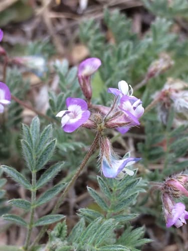 Small-flowered Milkvetch