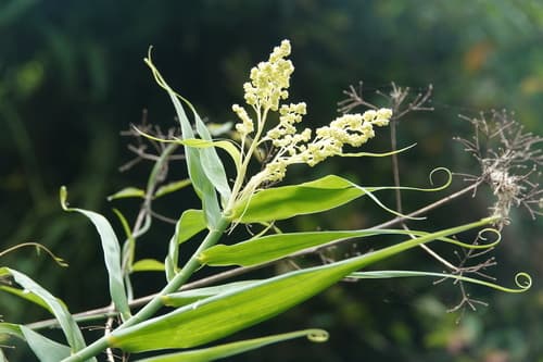 Indian Bushcane Bonsai