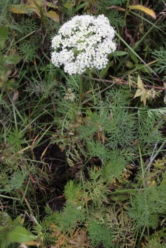 Snow Parsley Bonsai