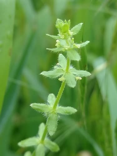 Piedmont Bedstraw