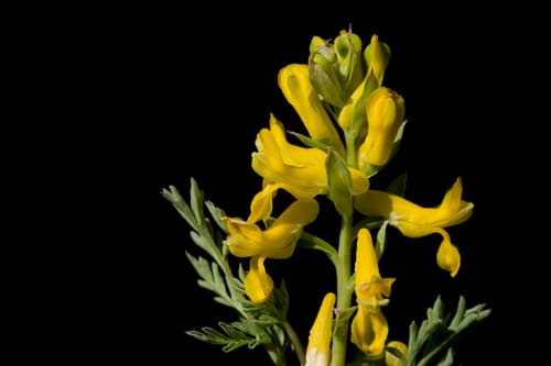 Golden Corydalis