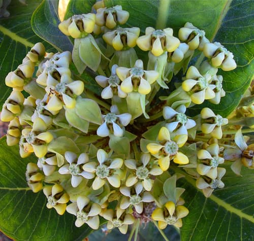 Broadleaf Milkweed