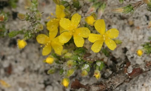 Pine Barren Goldenheather