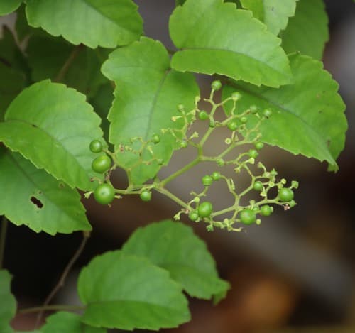 Three-Leaved Wild Vine