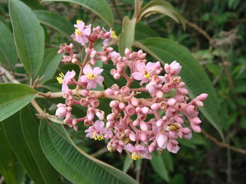 Canallito (Unidentified Flowering Plant)
