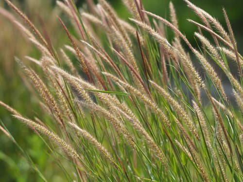 Feathery Pennisetum
