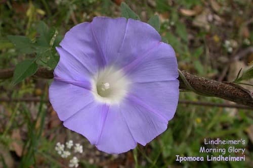 Lindheimer's Morning Glory