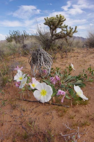 Birdcage Evening Primrose Bonsai