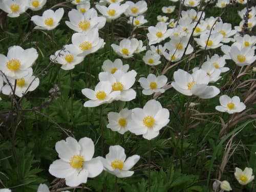 Snowdrop Anemone
