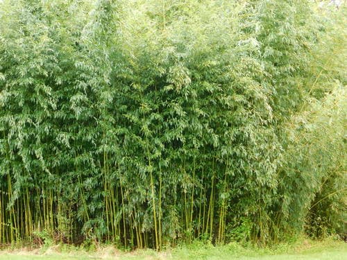 Yellow groove bamboo