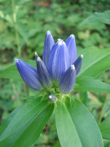 Closed Bottle Gentian
