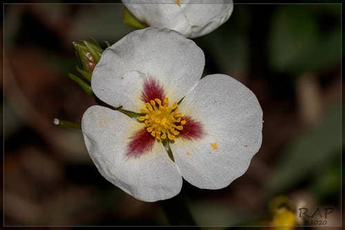 Aztec Arrowhead Bonsai