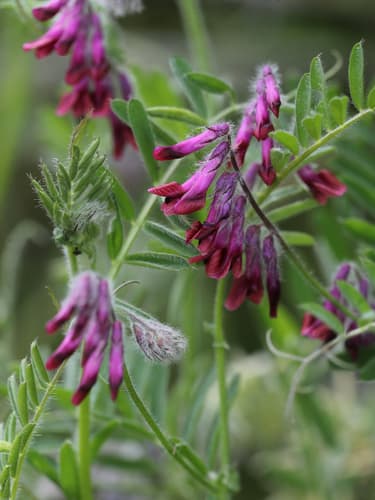 Reddish Tufted Vetch