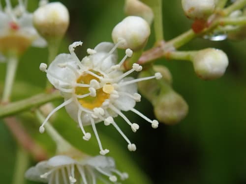 Dark Spotted Cherry Bonsai (Flower Image)