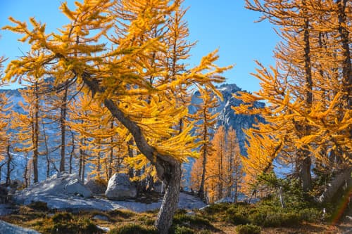 Subalpine Larch Bonsai