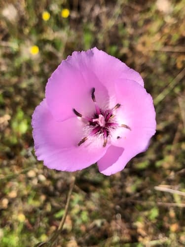 Splendid Mariposa Lily