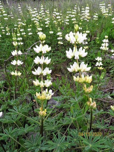 chick lupine