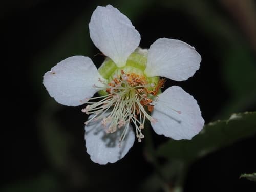 Rubus swinhoei Flower