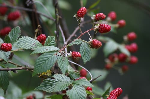 Pennsylvania Blackberry Bonsai