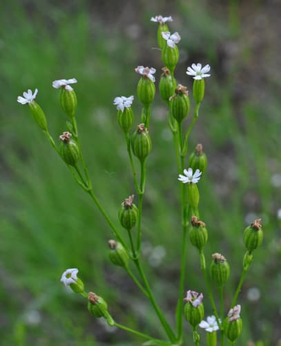 sleepy catchfly