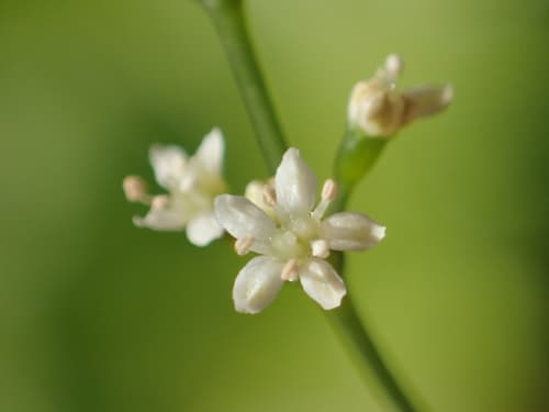 Japanese Honewort