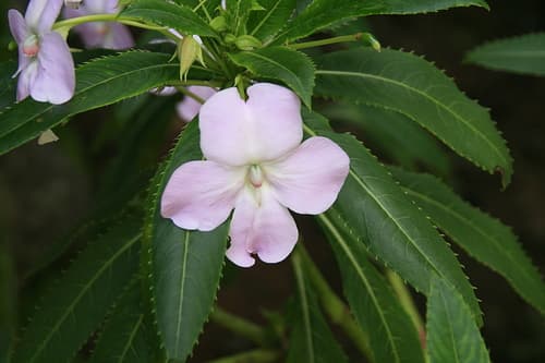 Shrub Balsam