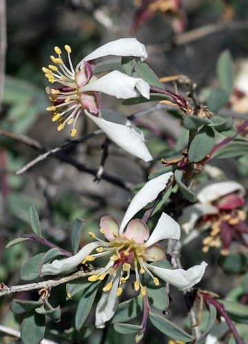 Bigelow's Crossosoma Bonsai