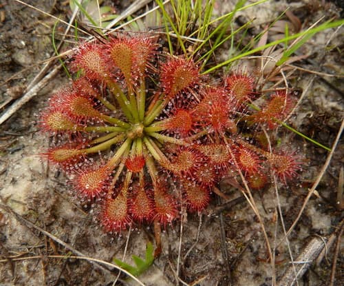 Pink Sundew