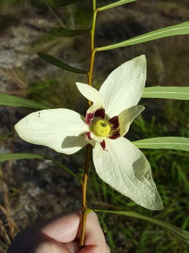 Slimleaf Pawpaw Bonsai