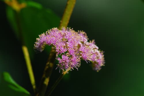 Formosan Beautyberry Bonsai