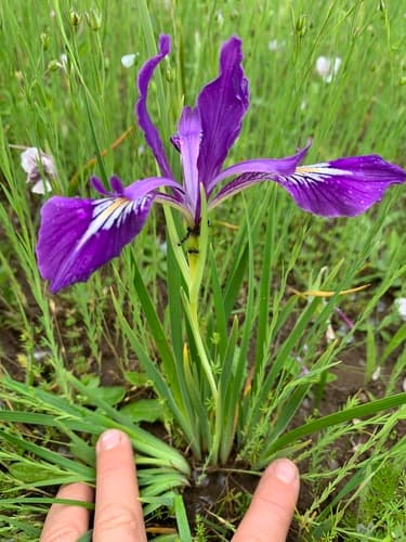 Oregon Iris Bonsai