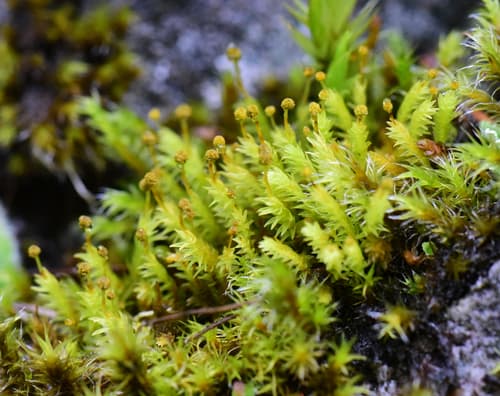 Bud-headed Groove-moss