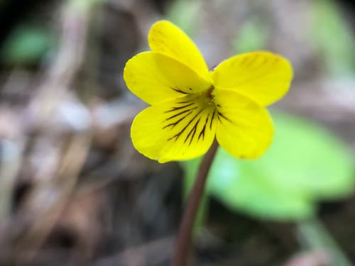 Western Roundleaf Violet