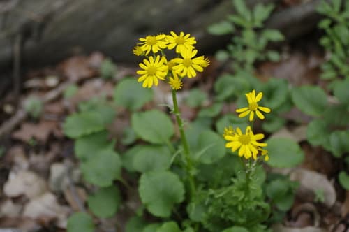 Roundleaf Ragwort