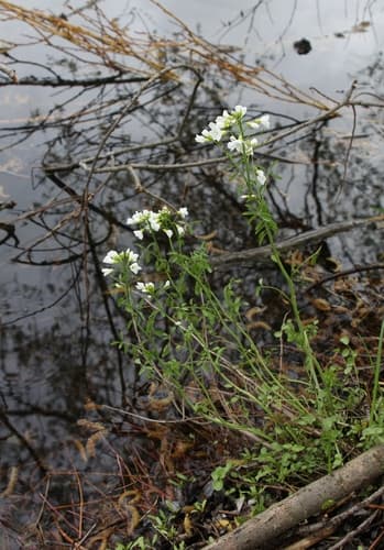 White Cuckoo Bitter-cress