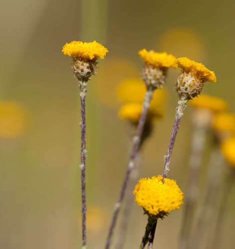 Scaly-buttons Bonsai