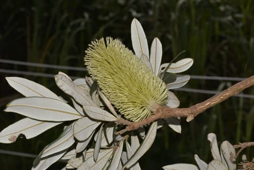 Coastal Banksia