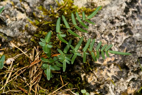 Purple-stem Cliffbrake on Rock