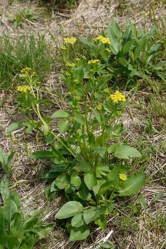 Heart-leaf Golden Alexanders