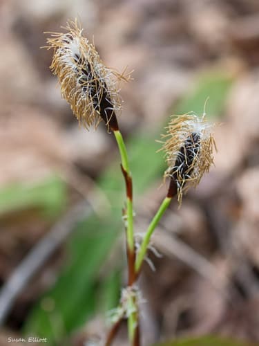 Plantainleaf Sedge Bonsai Specimen