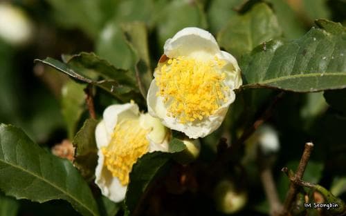 Tea Plant Flowers